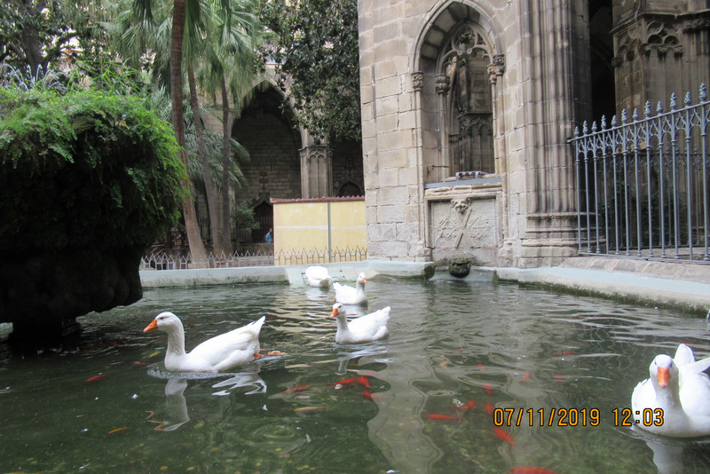 Geese in the Cloisters at the Cathedral, Barcelona