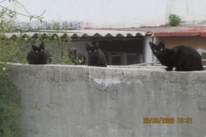 Six black cats!