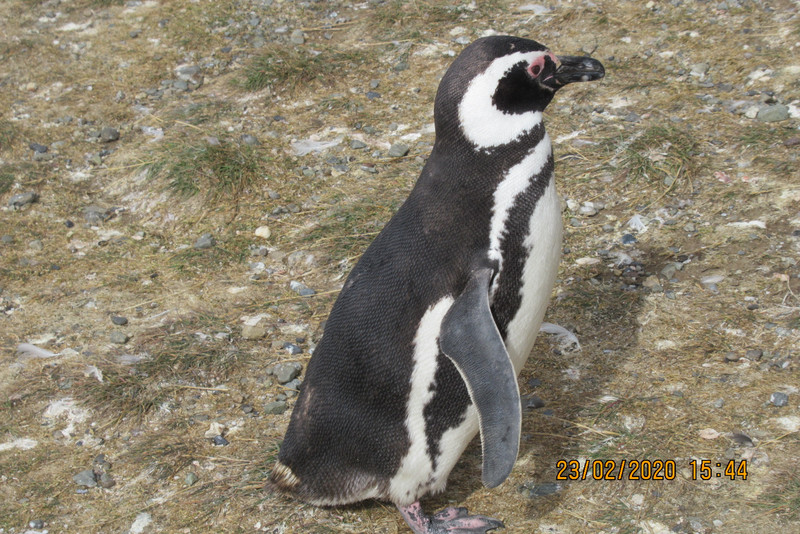 Magdelena Penguin