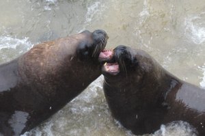 Sea lions fighting!