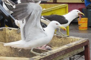 Gulls pinching fish