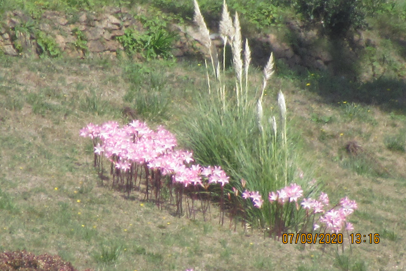 Jersey lilies