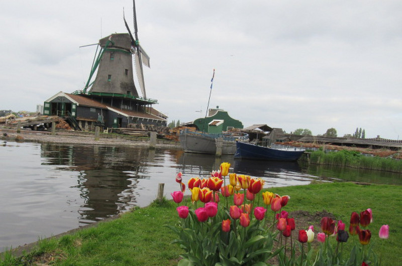 Windmill & Tulips