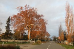 Ther was lots of autumn colours (2)