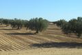 Olive trees and sand