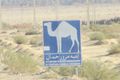 Camels Crossing