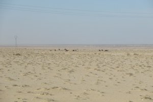 Nomads in  the desert
