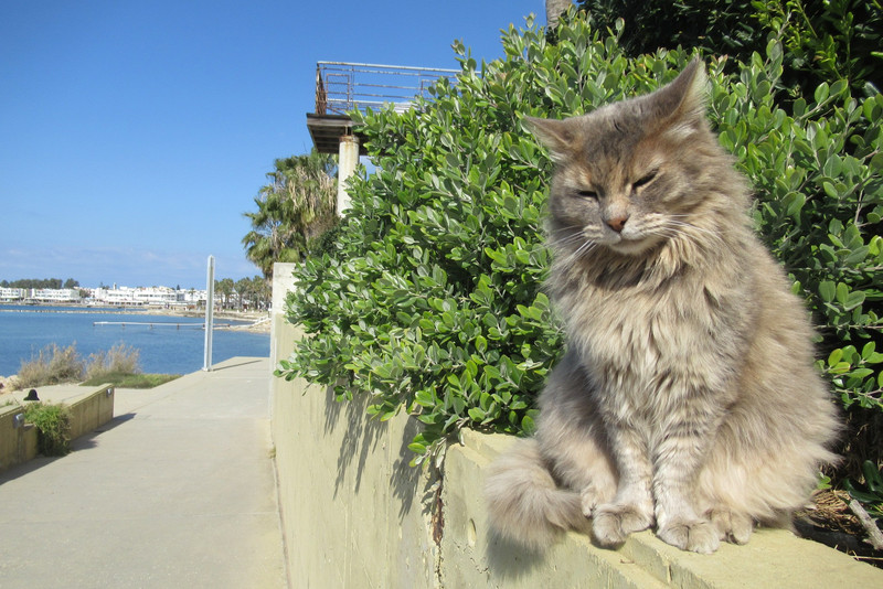 Cat on the Harbour