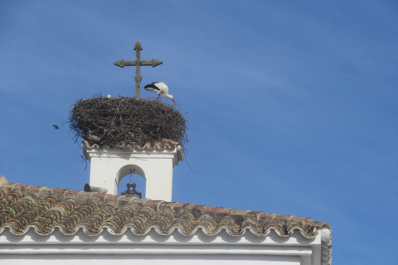 Storks on the holiday