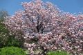 Cherry Blossom  at Shinjuku Gyoen Garden