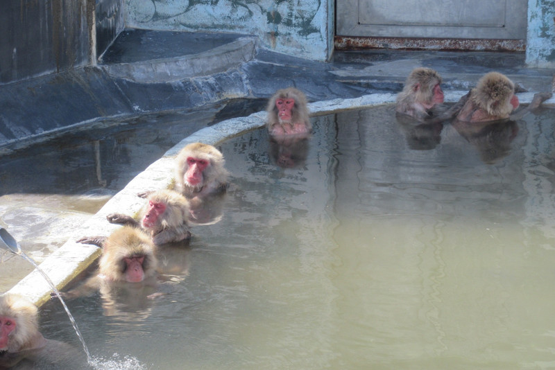 Monkeys enjoying Hot Springs