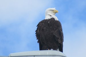 Bald Eagle, National Bird of USA