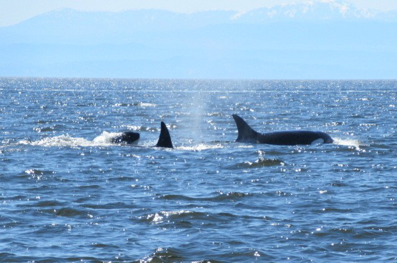 Orca whales (2)