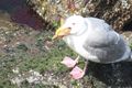 Seagull eating a starfsh