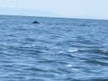 Hump back whale
