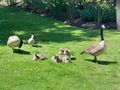 Canada Geese (1)