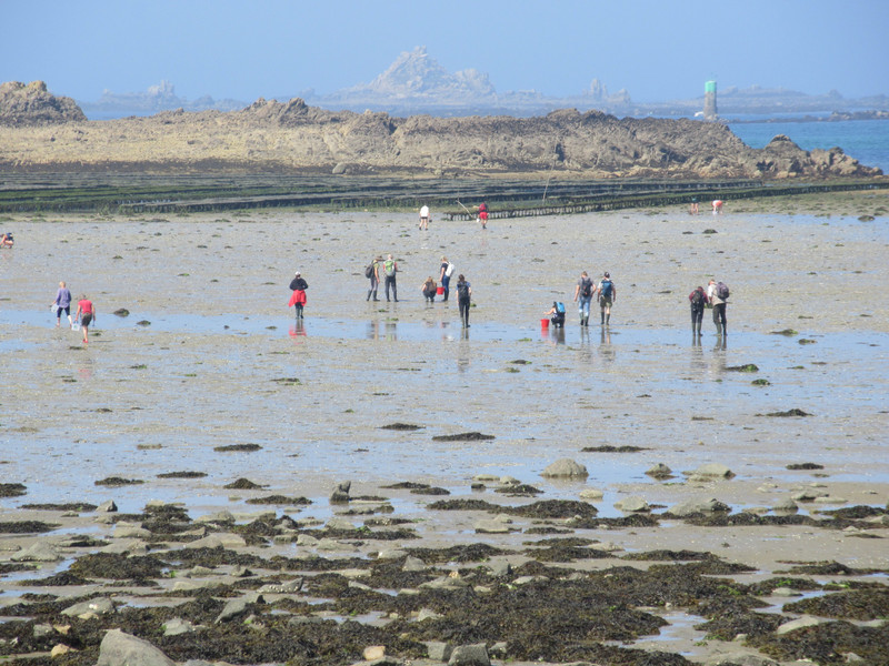 People on the beach collecting cockles and whelks