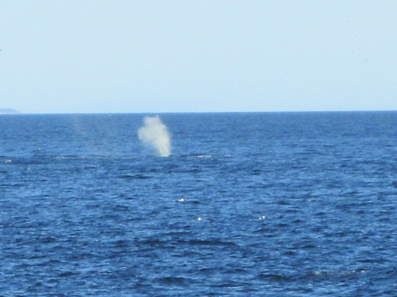 Hump-back whale