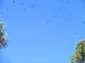 Storks flying across