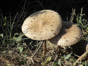 Mushrooms at La Mareina
