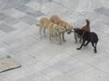 Dogs playing at Gjirokaster