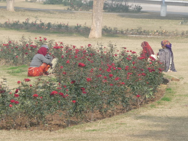 Gardeners in the Rose garden