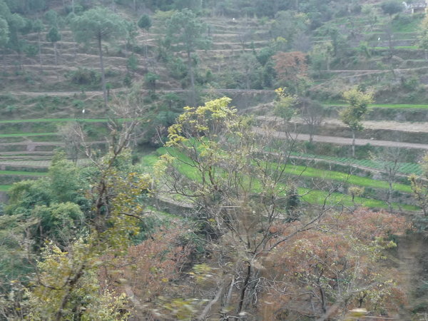 Old tea plantations
