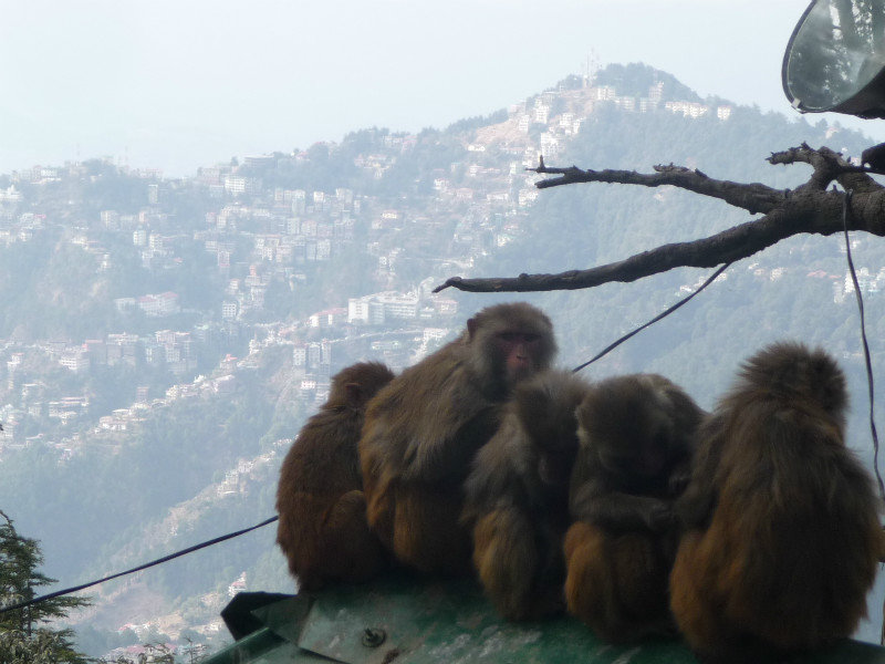Shimla 012