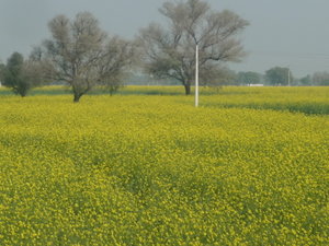 Mustard fields