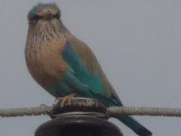 Indian Roller bird