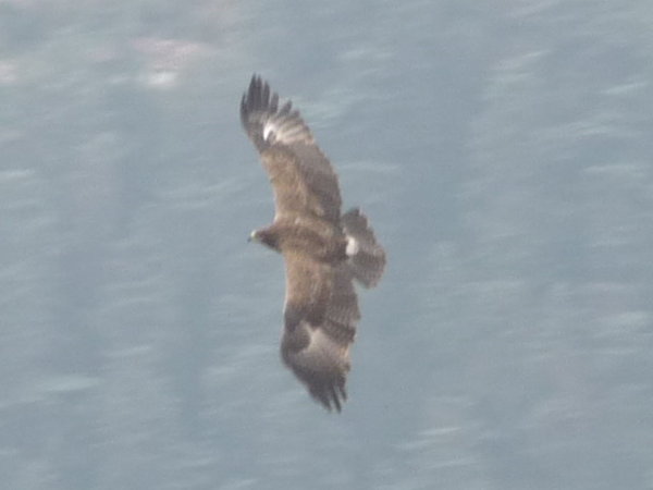 Eagle at Shimla