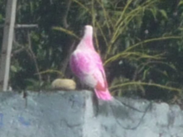 Pink Pigeon!!