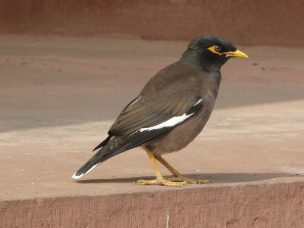 Indian Mynah Bird