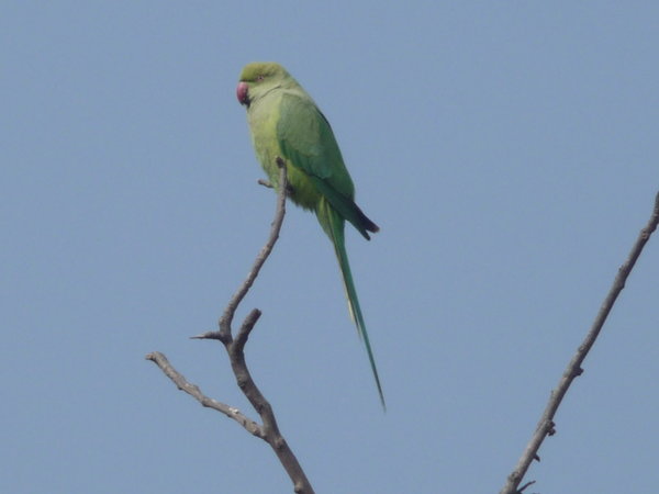 Long Tailed Parrot in Delhi