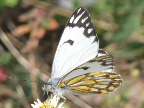 Butterfly at chittorgarh