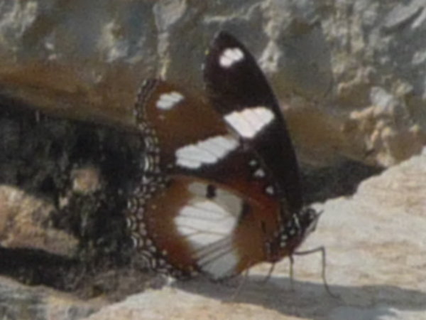 Butterfly at Chittorgarh