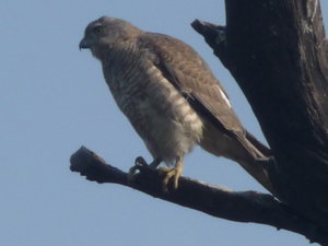 Sparrow hawk