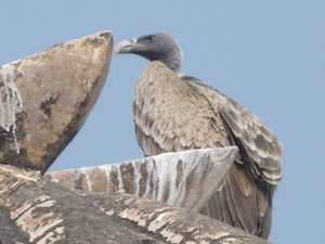 baby vulture at Khajuraho