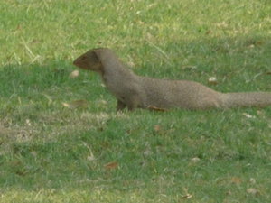 Indian mongoose