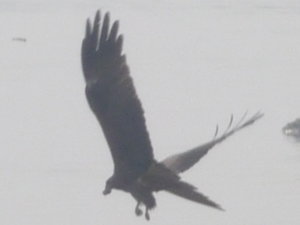 Bird on Ganges - Varanasi