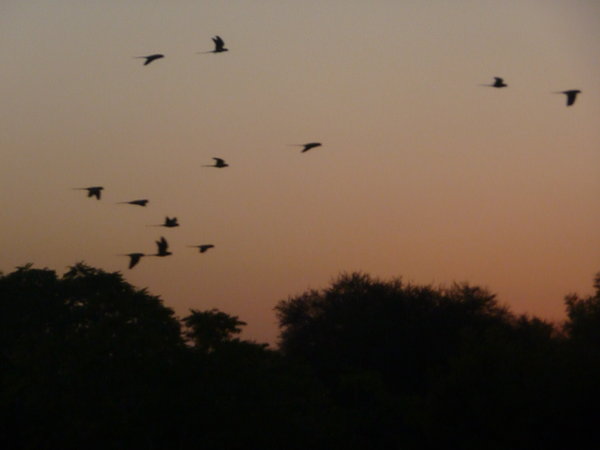 Parrots flying back to roost!