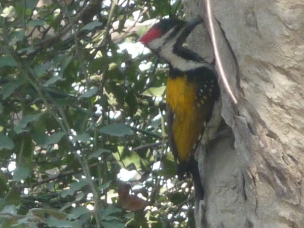 Golden woodpecker