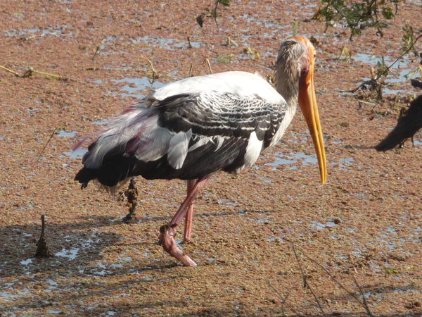 Painted stork!