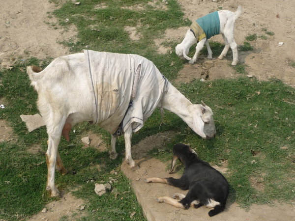 Goats on the Ganges