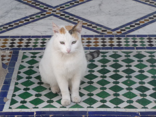 Cat at the Royal Palace