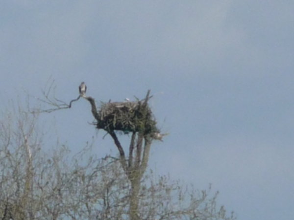 Ospreys nest