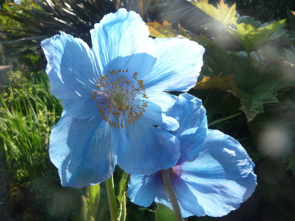 Blue Poppies at Brodick gardens