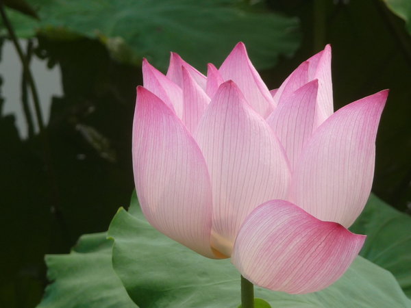 Lotus Flower at the Winter Palace