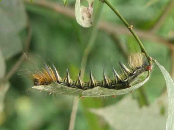 Emei Shan! Hairy caterpillar!