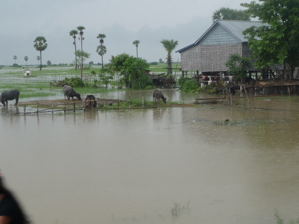 Flooded landscape